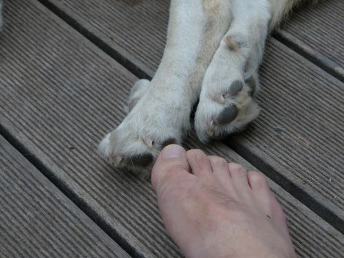 paws animal dog