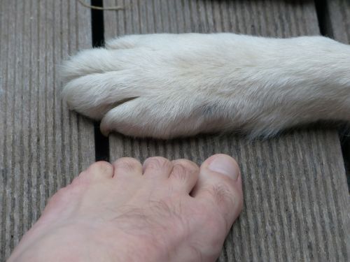 paws animal dog