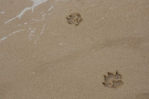 paws sand dog