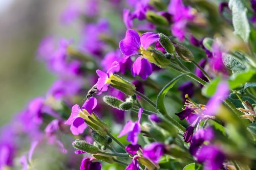 pázsitviola flower nature
