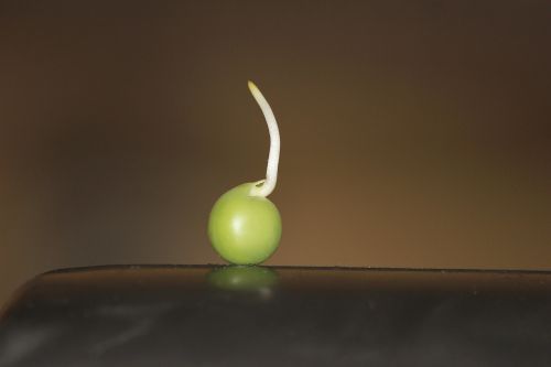 pea sprout sprouted
