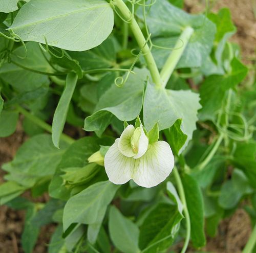 pea flower plant pea
