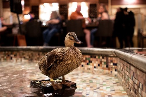 peabody ducks  peabody  duck