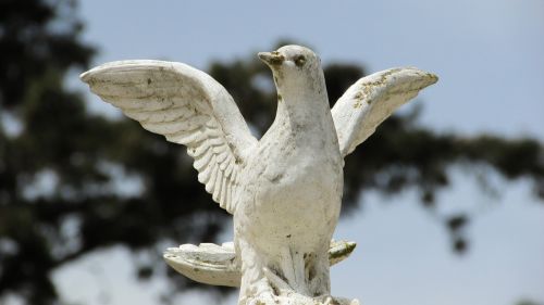 peace pigeon white