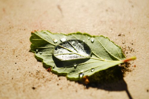 peace  leaf  water