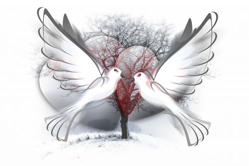 peace dove peace pigeons