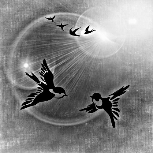 peace dove birds peace