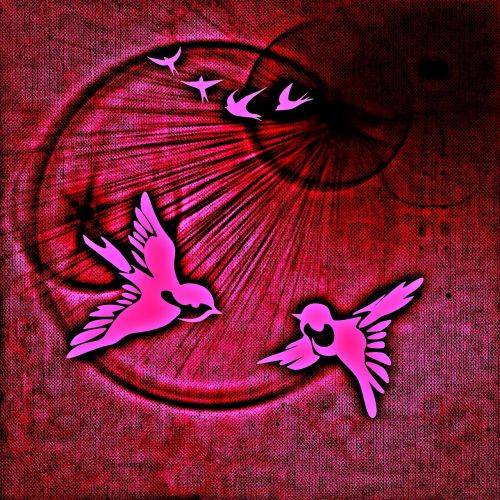 peace dove birds peace