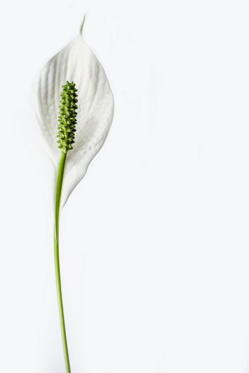 peace lily flower plant