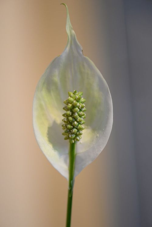 peace lily stengel blossom