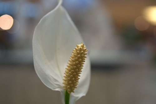 peace lily  spathiphyllum  flower