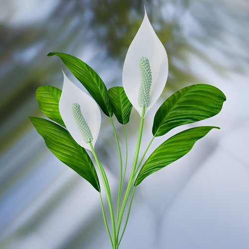 peace lily  plant  blossom