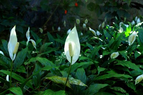 peace lily flower flowers