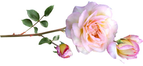 peace rose stem flowers