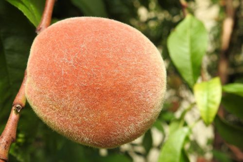 peach peach tree fruit