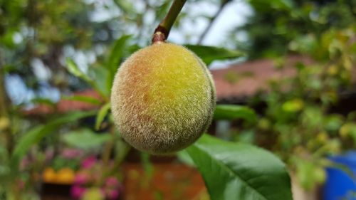 peach fruit peach tree