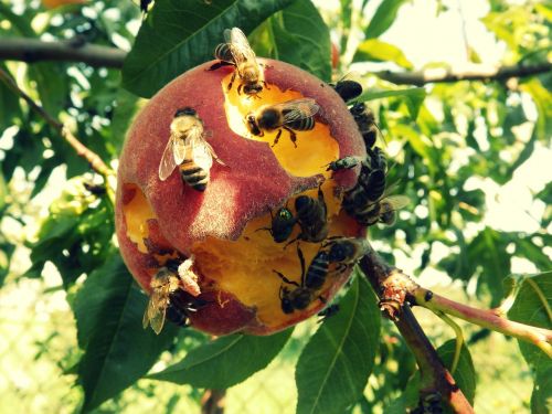 peach the bees nature