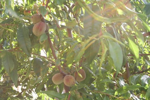 peach witvlezige fruit tree netherlands