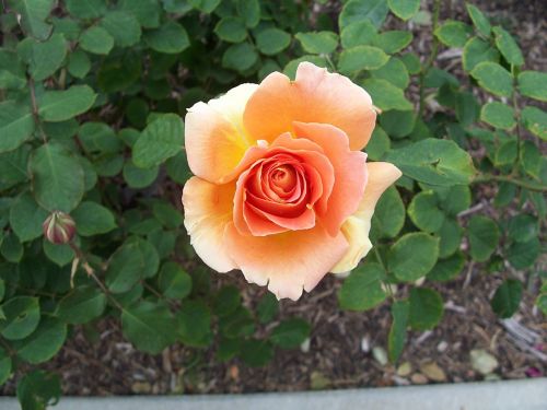 peach rose garden