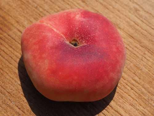 peach flat peach vineyard peach