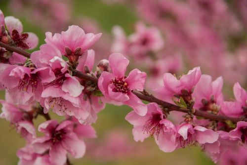 peach fruit tree flowering