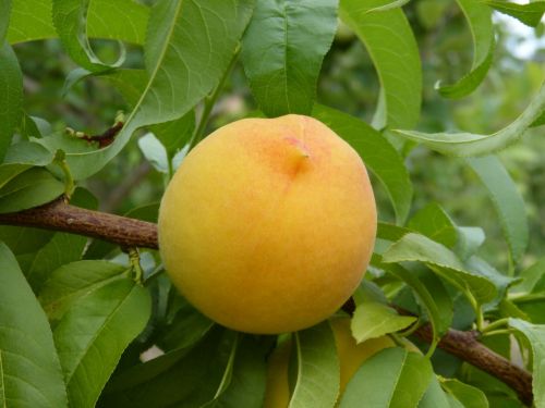 peach peach vineyard fruit tree