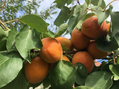 peach gyomolcs apricot