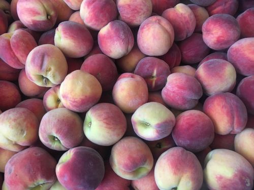peach fruit peaches