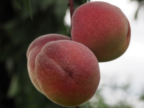 peach fruit healthy