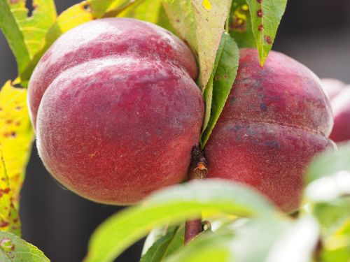 peach bio harvest