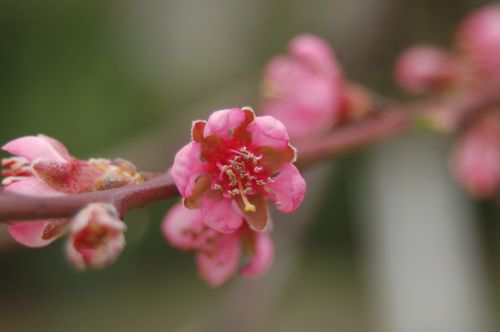 peach flower nature