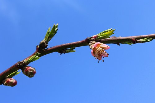 peach  flowering trees  spring