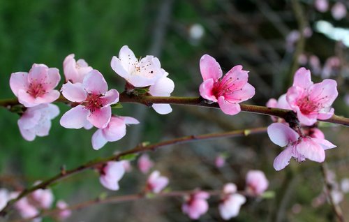 peach  fruit trees  flowering trees