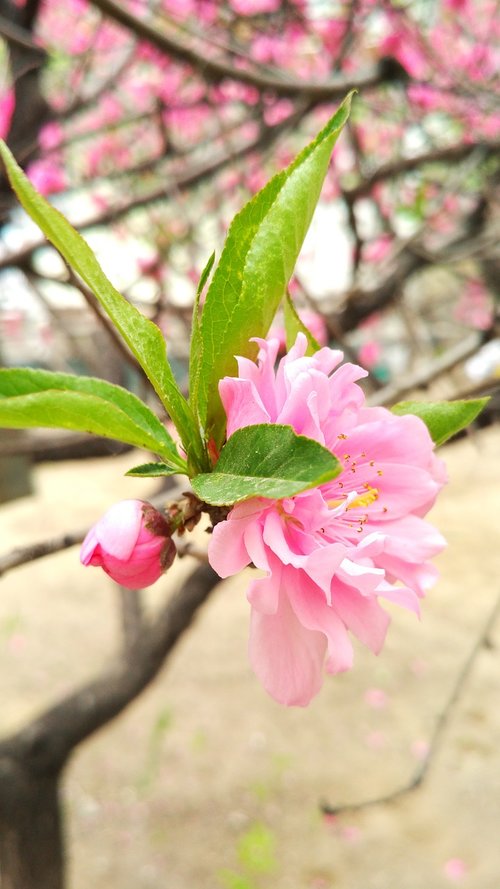 peach  peach blossom  flower