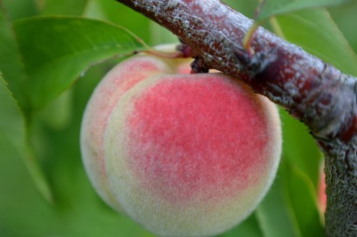 peach  close up  peach tree
