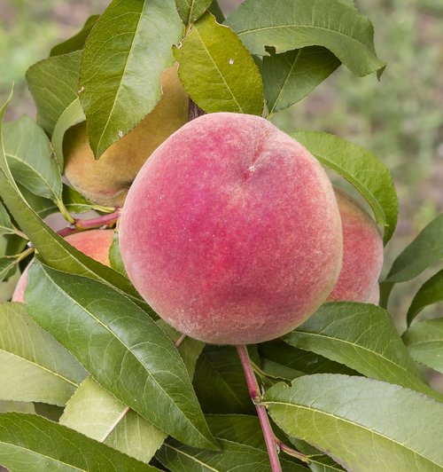 peach  autumn rack  fruit