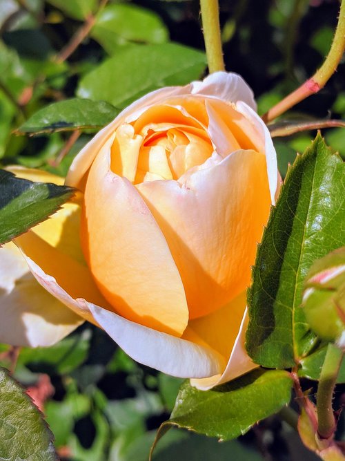 peach  colored  rose