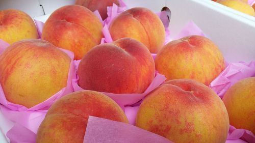 peach the ecliptic fruit
