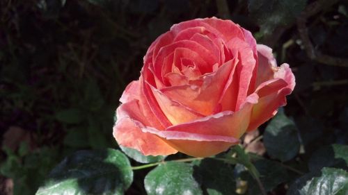 peach blush rose