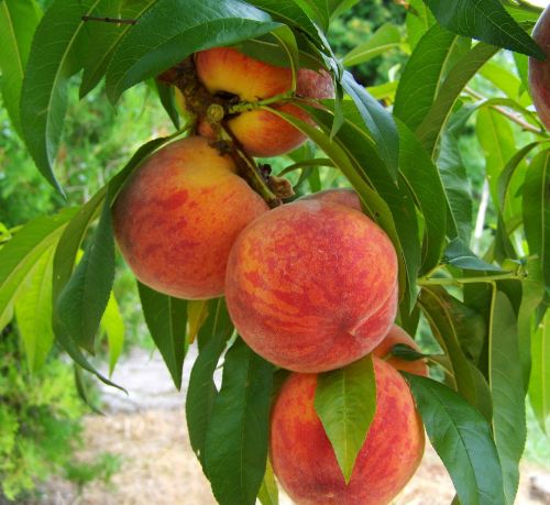 peach fruit mature
