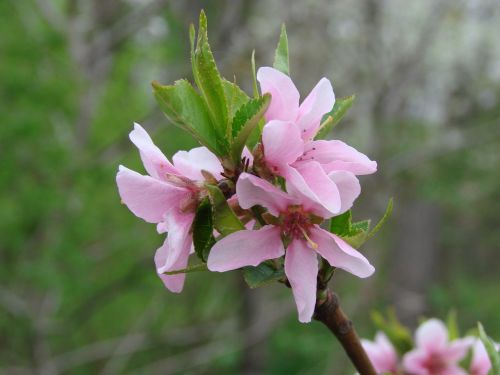 peach flower spring