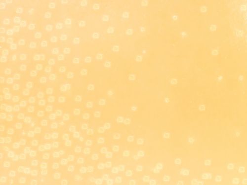 Peach Abstract Background 1