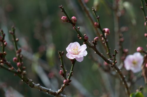 peach blossom spring nature