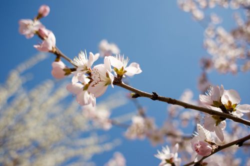 peach blossom spring small fresh