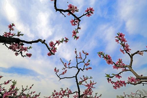 peach blossom the scenery branch