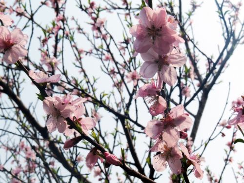 peach blossom peach tree spring