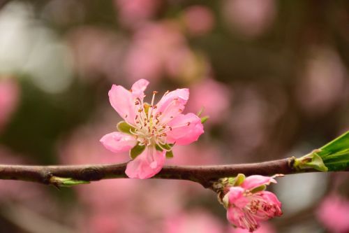 peach blossom spring pink
