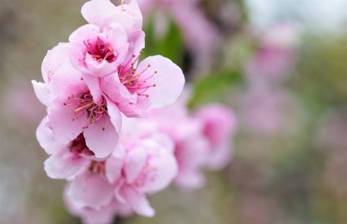 peach blossom spring pink flowers