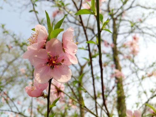peach blossom campus plant