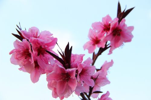 peach blossom spring pink